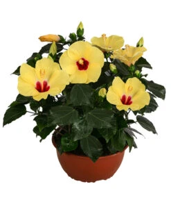 Hibiskus In Schale, Verschiedene Sorten -Eleganter Garten 8595225 WE FS 001 HibiskusSchaleT21