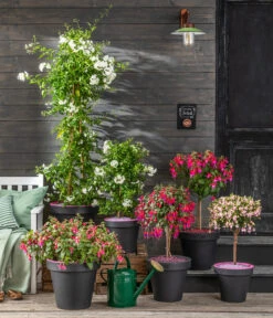 Fuchsie, Verschiedene Sorten 15 Fuchsie, Verschiedene Sorten -Eleganter Garten 8597098 WE MO 001 SommerjasminFuchsie