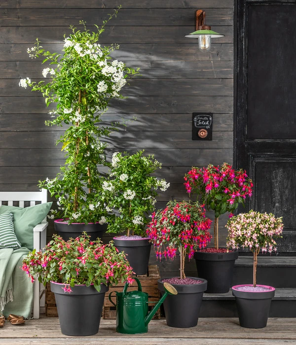 Fuchsie, Verschiedene Sorten 7 Fuchsie, Verschiedene Sorten – Bild 5