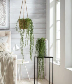 Dehner Keramik-Vase Toni, Rund, Grau -Eleganter Garten 8598096 WE MO 001 HoyaLinearisT12