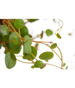 Peperomie - Peperomia Cultivars 'Pepperspot', Ampel -Eleganter Garten 8598104 PR DE 001 PeperomiaPepperspotT14DehnerExpressZS