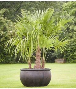 Hanfpalme, Multistamm -Eleganter Garten 8607855 PR MO 001 Polystone SchaleEmpireBlumentopfBlumenvasePflanztopfHanfpalmeTrachycarpusFortuneiGruppe