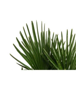 Hanfpalme, Multistamm -Eleganter Garten 8607855 WE DE 001 HanfpalmeTrachycarpusFortuneiT36