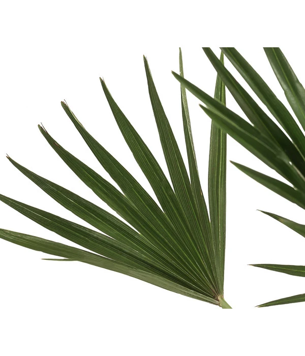 Zwergpalme 'Vulcano' 5 Zwergpalme 'Vulcano' – Bild 3