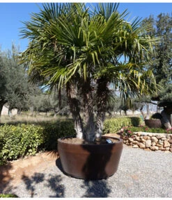 XXL Hanfpalme, Ca. 150-180 Cm -Eleganter Garten 8609059 WE MO 002 TrachycarpusValenciaPlants