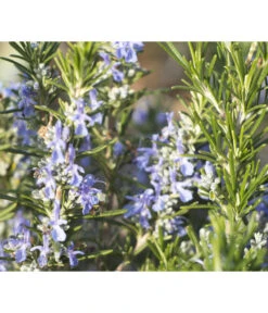 Bio Rosmarin -Eleganter Garten 8610206 WE DE 001 RosmarinBluete