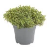 Dehner Gourmet Garten Silberthymian -Eleganter Garten 8610586 WE FS 001 GourmetGartenSilberthymianT14