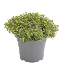 Dehner Gourmet Garten Silberthymian