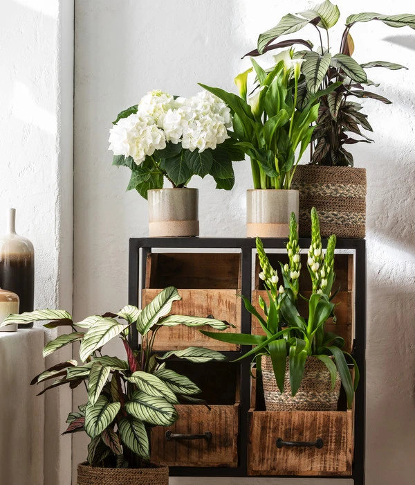 Hortensie - Hydrangea Macrophylla 4 Hortensie - Hydrangea Macrophylla – Bild 2