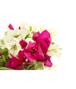 Drillingsblumen-Duo, Spalier -Eleganter Garten 8618258 PR DE 001 BougainvilleaTwinSpalier19DehnerExpressHerzig