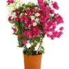 Drillingsblumen-Duo, Spalier 2 Drillingsblumen-Duo, Spalier -Eleganter Garten 8618258 PR FS 001 BougainvilleaTwinSpalier19DehnerExpressHerzig