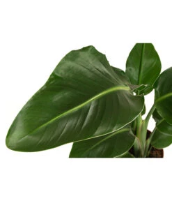 Baumstrelitzie - Strelitzia Nicolai 9 Baumstrelitzie - Strelitzia Nicolai -Eleganter Garten 8622763 WE DE 001 StrelitziaNicolaiT17DehnerExpressHerzig