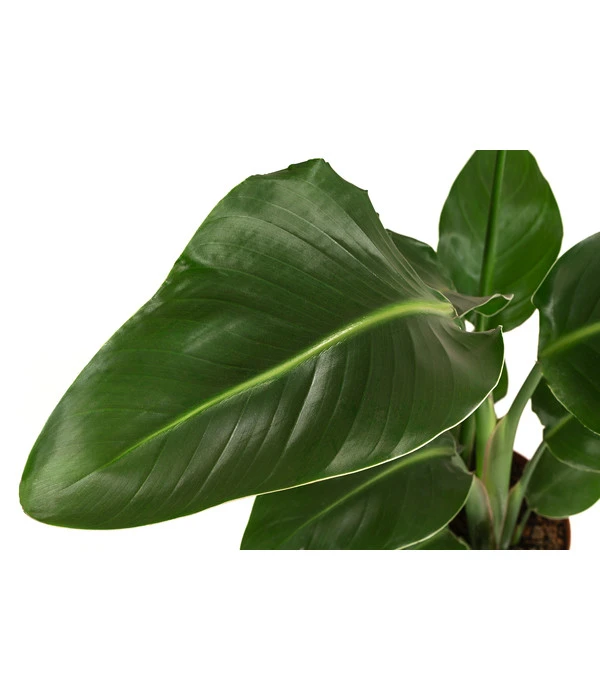 Baumstrelitzie - Strelitzia Nicolai 6 Baumstrelitzie - Strelitzia Nicolai – Bild 4