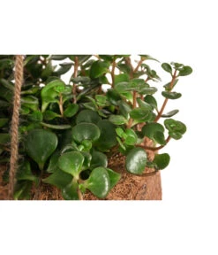 Kokodama-Ampel Fetthenne - Sedum Makinoi 'Tornado' 5 Kokodama-Ampel Fetthenne - Sedum Makinoi 'Tornado' -Eleganter Garten 8627804 WE DE 001 KokodamaSedumTornadoT15DehnerExpressHerzig