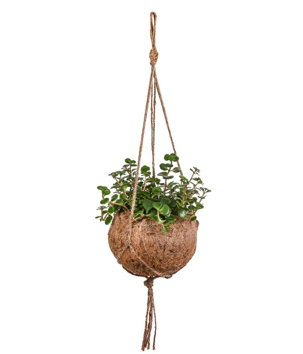 Kokodama-Ampel Fetthenne - Sedum Makinoi 'Tornado' 3 Kokodama-Ampel Fetthenne - Sedum Makinoi 'Tornado'