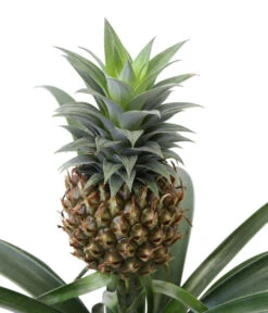 Ananaspflanze - Ananas Comosus, In Keramik -Eleganter Garten 8627978 WE DE 001 AnanaspflanzeInKeramik