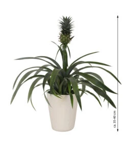 Ananaspflanze - Ananas Comosus, In Keramik -Eleganter Garten 8627978 WE FS 003 AnanaspflanzeInKeramik