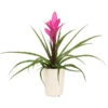 Tillandsie - Tillandsia Cyanea 'Antonio', In Keramik -Eleganter Garten 8628000 WE FS 005 TillandsieInKeramikWeiss