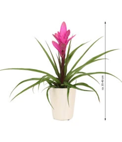 Tillandsie - Tillandsia Cyanea 'Antonio', In Keramik 8 Tillandsie - Tillandsia Cyanea 'Antonio', In Keramik -Eleganter Garten 8628000 WE IG 001 TillandsieInKeramikWeiss