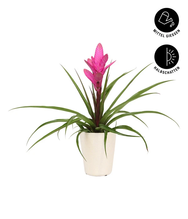 Tillandsie - Tillandsia Cyanea 'Antonio', In Keramik 4 Tillandsie - Tillandsia Cyanea 'Antonio', In Keramik – Bild 2