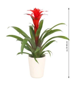 Guzmanie - Guzmania Calypso, In Keramik -Eleganter Garten 8628018 WE FS 003 GuzmaniaCalypsoInKeramik
