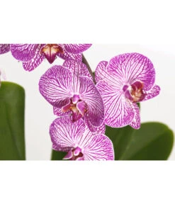 Schmetterlingsorchidee - Phalaenopsis Cultivaris 'Cascade', Verschiedene Sorten -Eleganter Garten 8634685 PR DE 001 SchmetterlingsorchideePhalaenopsisCascade1TrieberT12DehnerExpressZS