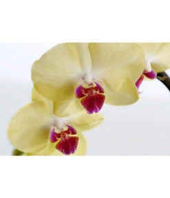 Schmetterlingsorchidee - Phalaenopsis Cultivaris 'Cascade', Verschiedene Sorten -Eleganter Garten 8634685 PR DE 002 SchmetterlingsorchideePhalaenopsisCascade1TrieberT12DehnerExpressZS
