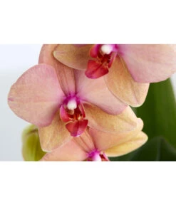 Schmetterlingsorchidee - Phalaenopsis Cultivaris 'Cascade', Verschiedene Sorten -Eleganter Garten 8634685 PR DE 003 SchmetterlingsorchideePhalaenopsisCascade1TrieberT12DehnerExpressZS