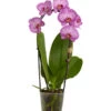 Schmetterlingsorchidee - Phalaenopsis Cultivaris 'Cascade', Verschiedene Sorten 2 Schmetterlingsorchidee - Phalaenopsis Cultivaris 'Cascade', Verschiedene Sorten -Eleganter Garten 8634685 PR FS 001 SchmetterlingsorchideePhalaenopsisCascade1TrieberT12DehnerExpressZS
