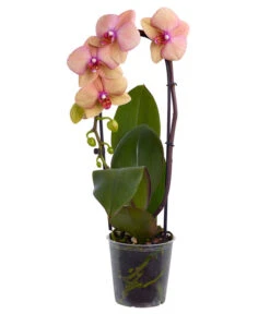 Schmetterlingsorchidee - Phalaenopsis Cultivaris 'Cascade', Verschiedene Sorten -Eleganter Garten 8634685 PR FS 003 SchmetterlingsorchideePhalaenopsisCascade1TrieberT12DehnerExpressZS