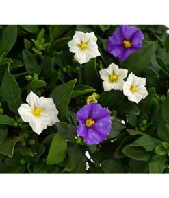 Enzianstrauch-Duo, Stämmchen 7 Enzianstrauch-Duo, Stämmchen -Eleganter Garten 8649691 PR DE 001 SolanumRantonettiStammT17TwinDehnerExpressHerzig