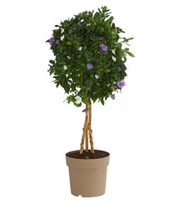 Enzianstrauch-Duo, Stämmchen