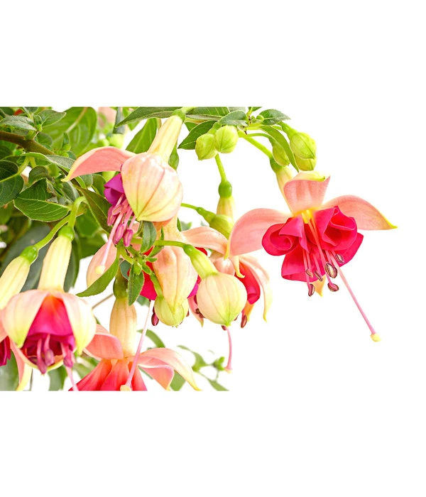 Fuchsie, Verschiedene Sorten 9 Fuchsie, Verschiedene Sorten – Bild 7