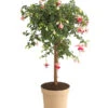 Fuchsie, Verschiedene Sorten 2 Fuchsie, Verschiedene Sorten -Eleganter Garten 8649733 PR FS 001 FuchsienStammMixT17DehnerExpressHerzig