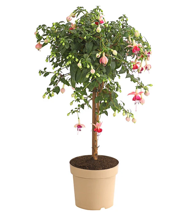 Fuchsie, Verschiedene Sorten 3 Fuchsie, Verschiedene Sorten