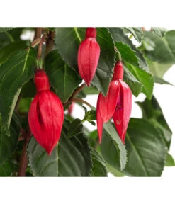 Fuchsie, Verschiedene Sorten 18 Fuchsie, Verschiedene Sorten -Eleganter Garten 8649733 WE DE 001 FuchsienStammMixT17FuchsiaCultivars