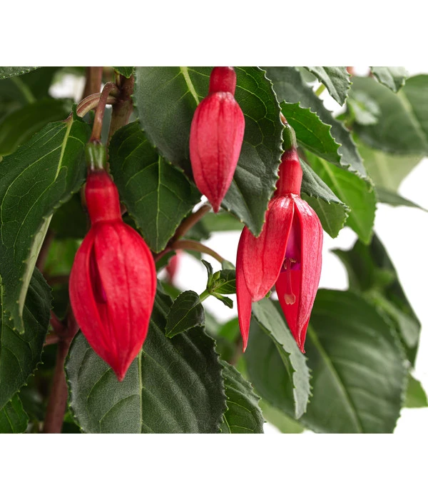 Fuchsie, Verschiedene Sorten 10 Fuchsie, Verschiedene Sorten – Bild 8