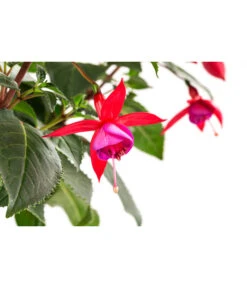 Fuchsie, Verschiedene Sorten 19 Fuchsie, Verschiedene Sorten -Eleganter Garten 8649733 WE DE 002 FuchsienStammMix17er