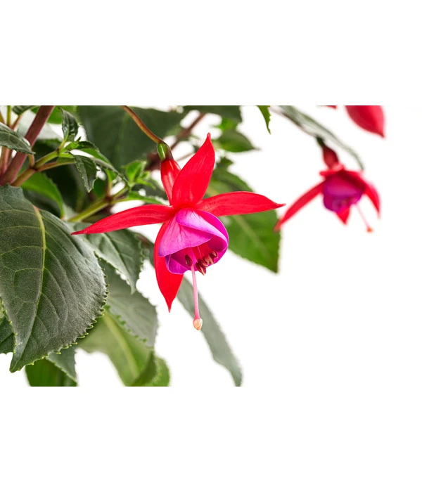 Fuchsie, Verschiedene Sorten 11 Fuchsie, Verschiedene Sorten – Bild 9