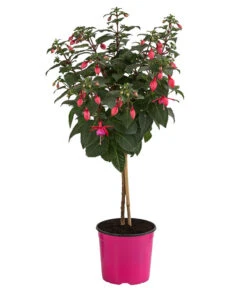 Fuchsie, Verschiedene Sorten 13 Fuchsie, Verschiedene Sorten -Eleganter Garten 8649733 WE FS 003 FuchsienStammMix17er
