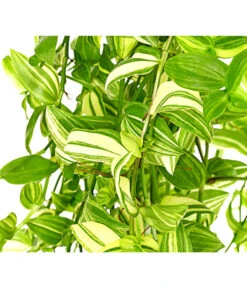 Dreimasterblume - Tradescantia Zebrina 'Yellow Hill', Ampel 5 Dreimasterblume - Tradescantia Zebrina 'Yellow Hill', Ampel -Eleganter Garten 8660433 PR DE 001 TradescantiaYellowHillAmpelT17DehnerExpressHerzig