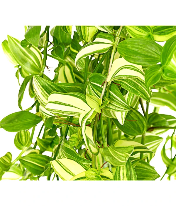 Dreimasterblume - Tradescantia Zebrina 'Yellow Hill', Ampel 4 Dreimasterblume - Tradescantia Zebrina 'Yellow Hill', Ampel – Bild 2