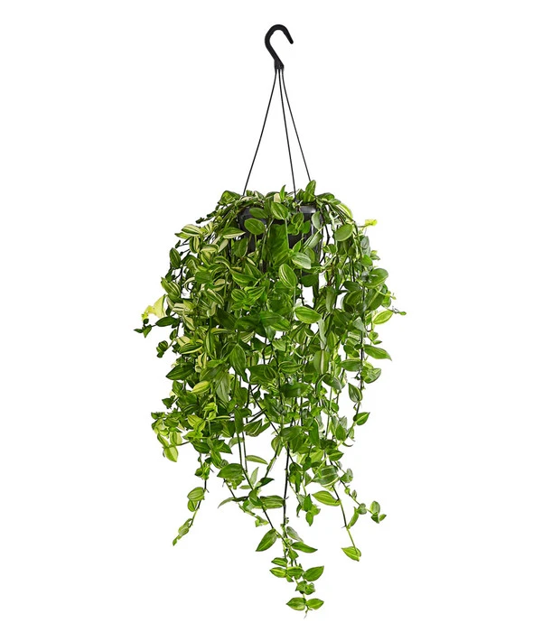 Dreimasterblume - Tradescantia Zebrina 'Yellow Hill', Ampel 3 Dreimasterblume - Tradescantia Zebrina 'Yellow Hill', Ampel