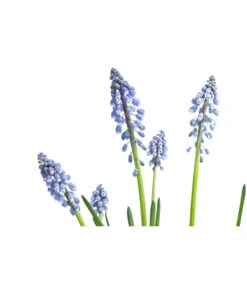 Traubenhyazinthe, Blau -Eleganter Garten 8662702 WE DE 001 MuscariArmeniacumBlauTraubenhyazintheT9cm