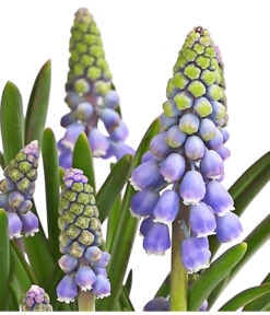 Traubenhyazinthe, Blau -Eleganter Garten 8662702 WE DE 002 TraubenhyazintheMuscariArmeniacumT9DehnerExpressHerzig