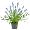Traubenhyazinthe, Blau -Eleganter Garten 8662702 WE FS 001 MuscariArmeniacumBlauTraubenhyazintheT9
