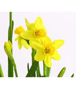 Narzissen 'Tête à Tête' In Birkentopf, Ca. Ø11 Cm -Eleganter Garten 8663122 WE DE 007 NarzissenTAT9