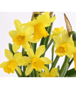 Narzissen 'Tête à Tête' In Seil-Korb, Ca. Ø26/H20 Cm 11 Narzissen 'Tête à Tête' In Seil-Korb, Ca. Ø26/H20 Cm -Eleganter Garten 8663122 WE DE 008 Narzisse