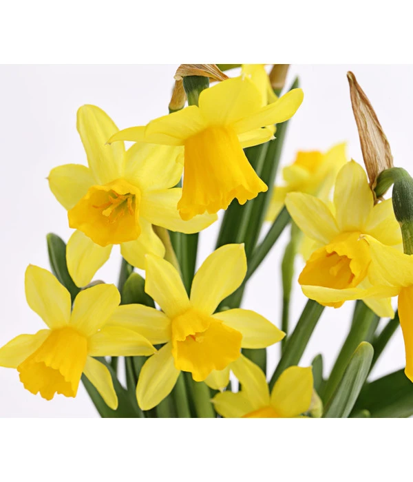 Narzissen 'Tête à Tête' In Seil-Korb, Ca. Ø26/H20 Cm 7 Narzissen 'Tête à Tête' In Seil-Korb, Ca. Ø26/H20 Cm – Bild 5