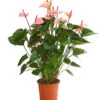 Große Flamingoblume - Anthurium Andreanum 'Summerlove' 1 Große Flamingoblume - Anthurium Andreanum 'Summerlove' -Eleganter Garten 8667545 WE FS 001 AnthurieAnthuriumSummerloveT21DehnerExpressHerzig